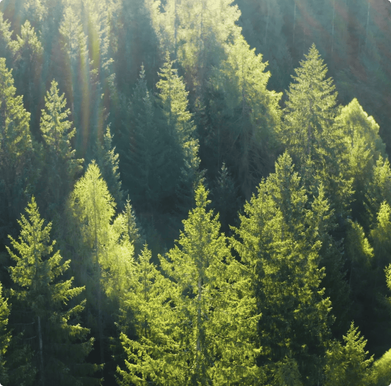 An overhead view of pine trees